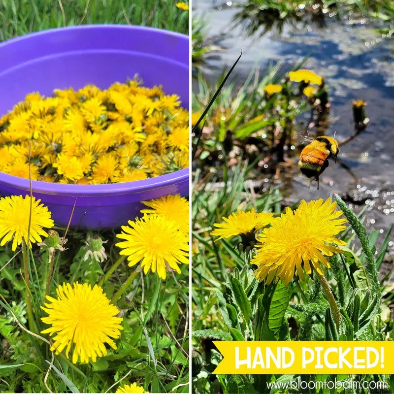 Dandelion MINI DUO: 2 oz Salve & Lip Balm {in a bag}